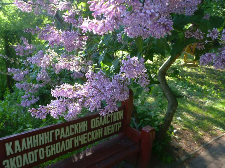 Альбертина калининград официальный сайт
