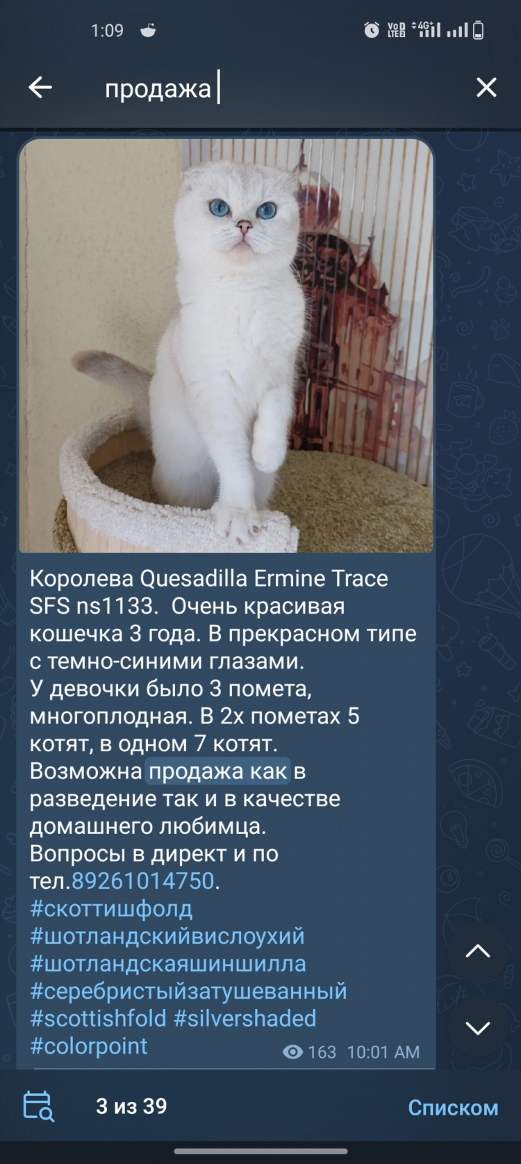 Авито калининград котята