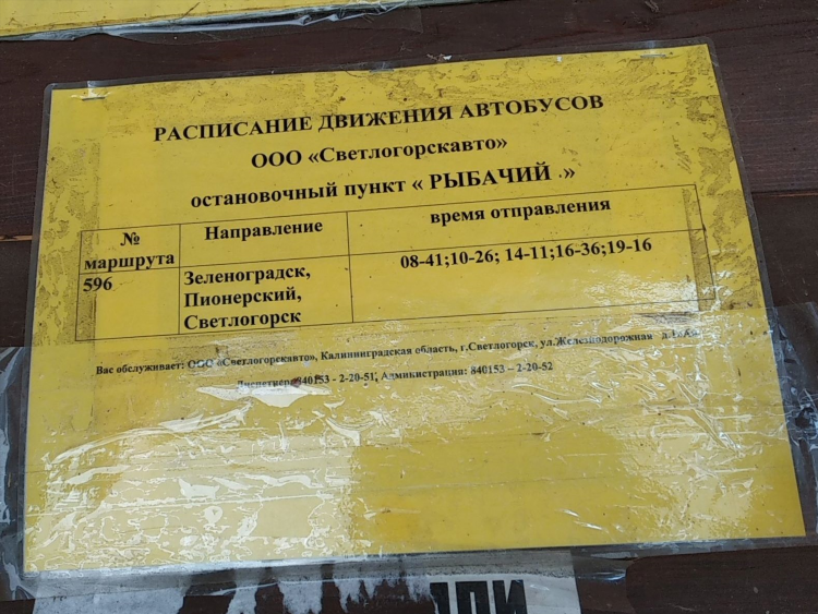 Автобусы пионерск калининград