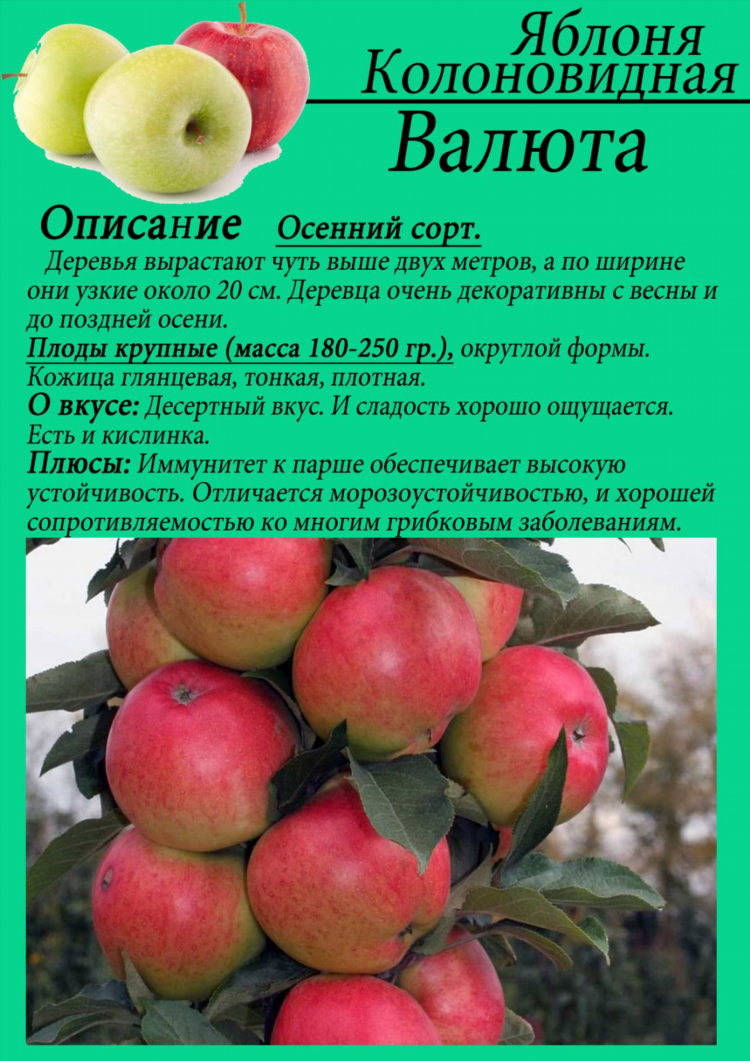 Доллар калининград