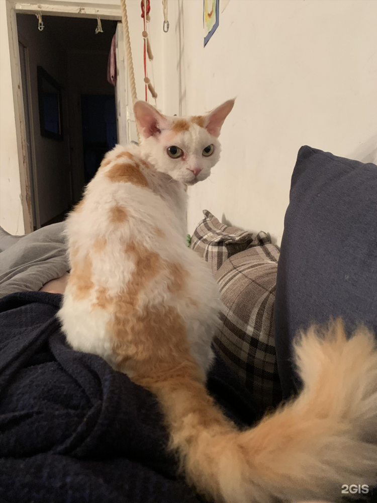 Кастрация кота калининград