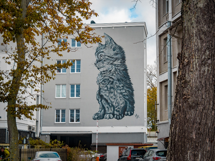 Коты в калининграде