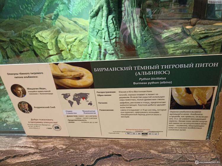 Питон калининград
