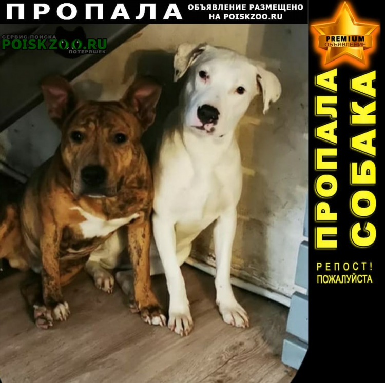 Пропала собака калининград